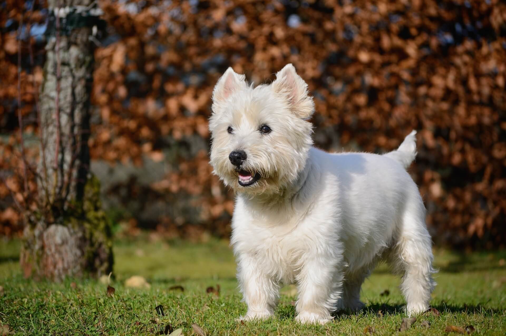 picture of a West Highland Terrier